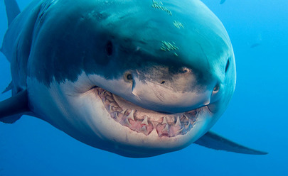 Adaptations - The Great White Shark